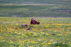 Centrocercus urophasianus