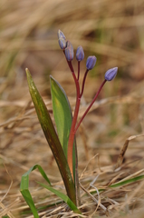 Scilla vindobonensis