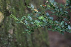 Ilex crenata crenata