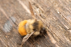 Bombus flavifrons