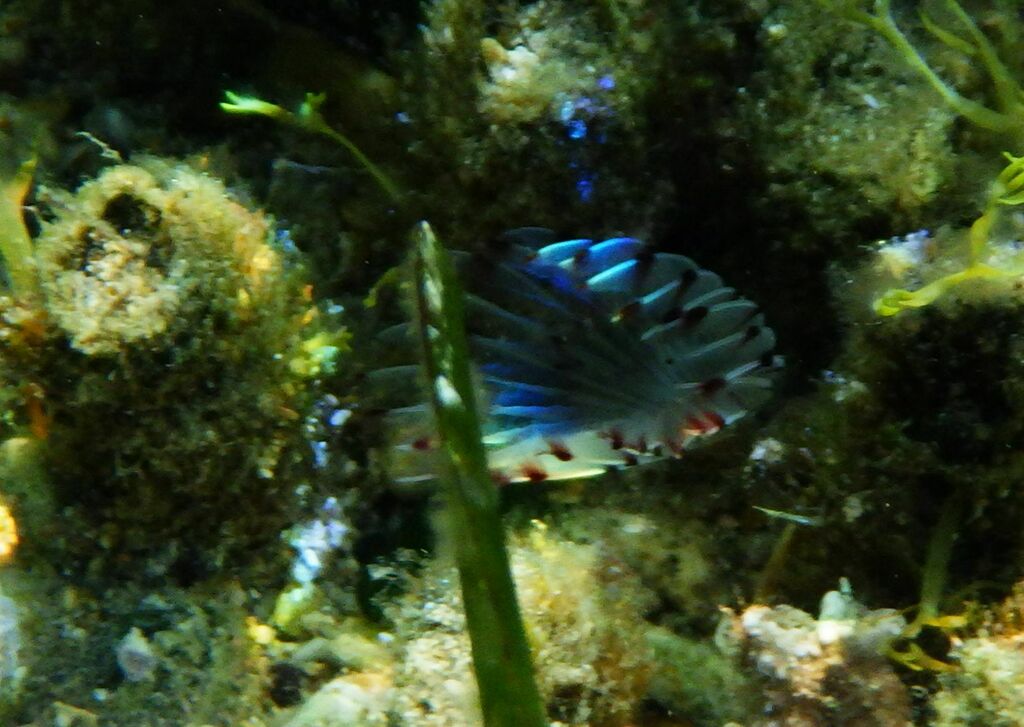 Bispira viola
