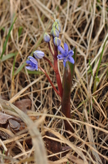 Scilla vindobonensis