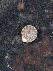 Discula calcigena