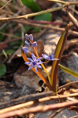 Scilla vindobonensis