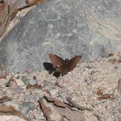 Erynnis icelus