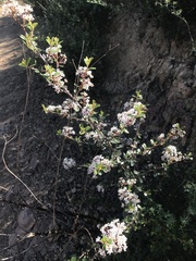 Ceanothus megacarpus
