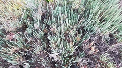 Salicornia perennis