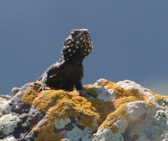 Laudakia vulgaris