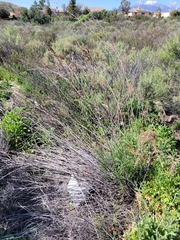 Artemisia dracunculus
