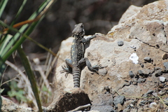 Laudakia vulgaris