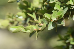 Nothofagus
