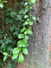 Duranta erecta