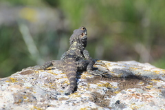 Laudakia vulgaris