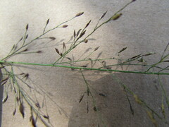 Eragrostis mexicana