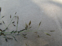 Eragrostis mexicana