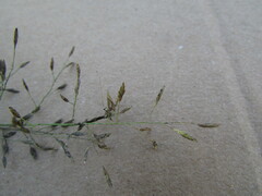 Eragrostis mexicana