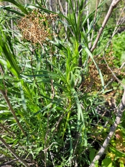 Artemisia dracunculus