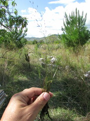 Eragrostis mexicana