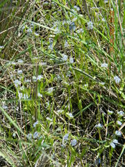 Valerianella