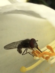 Platycheirus trichopus
