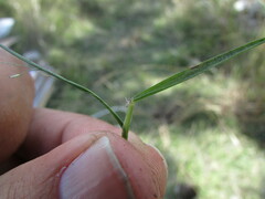 Eragrostis mexicana