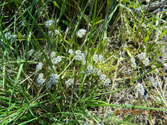 Valerianella
