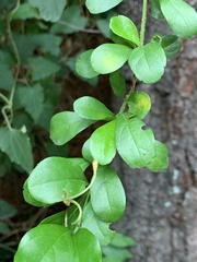 Duranta erecta