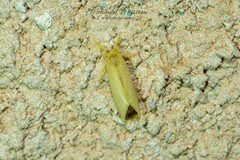 Euproctis chrysophaea