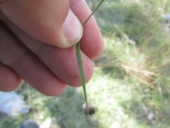 Eragrostis mexicana