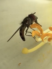 Platycheirus trichopus