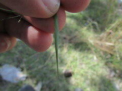 Eragrostis mexicana