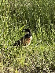 Centropus cupreicaudus