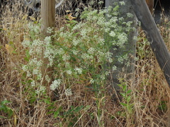 Falcaria vulgaris