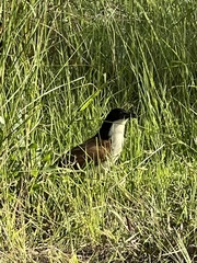 Centropus cupreicaudus