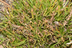 Oreobolus obtusangulus