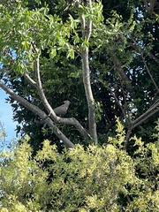 Corythaixoides concolor