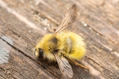 Bombus vandykei