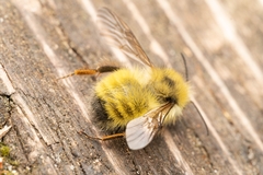 Bombus vandykei