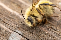 Bombus vandykei