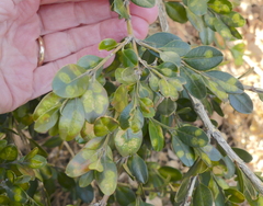 Monarthropalpus flavus