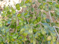 Monarthropalpus flavus