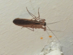 Tarachodinae