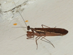 Tarachodinae