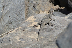 Laudakia vulgaris