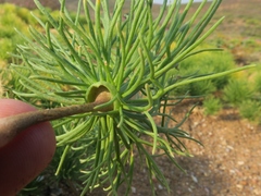 Eriospermum multifidum