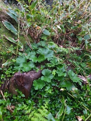 Ranunculus cortusifolius