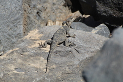 Laudakia vulgaris