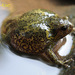 Kaloula borealis - Photo 由 Kim, Hyun-tae 所上傳的 (c) Kim, Hyun-tae，保留部份權利CC BY