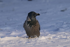 Corvus cornix
