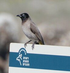 Pycnonotus xanthopygos